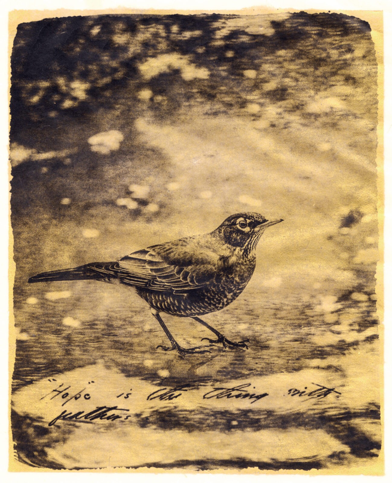 Brigitte Carnochan, Emily's Garden, platinum prints with gold leaf.