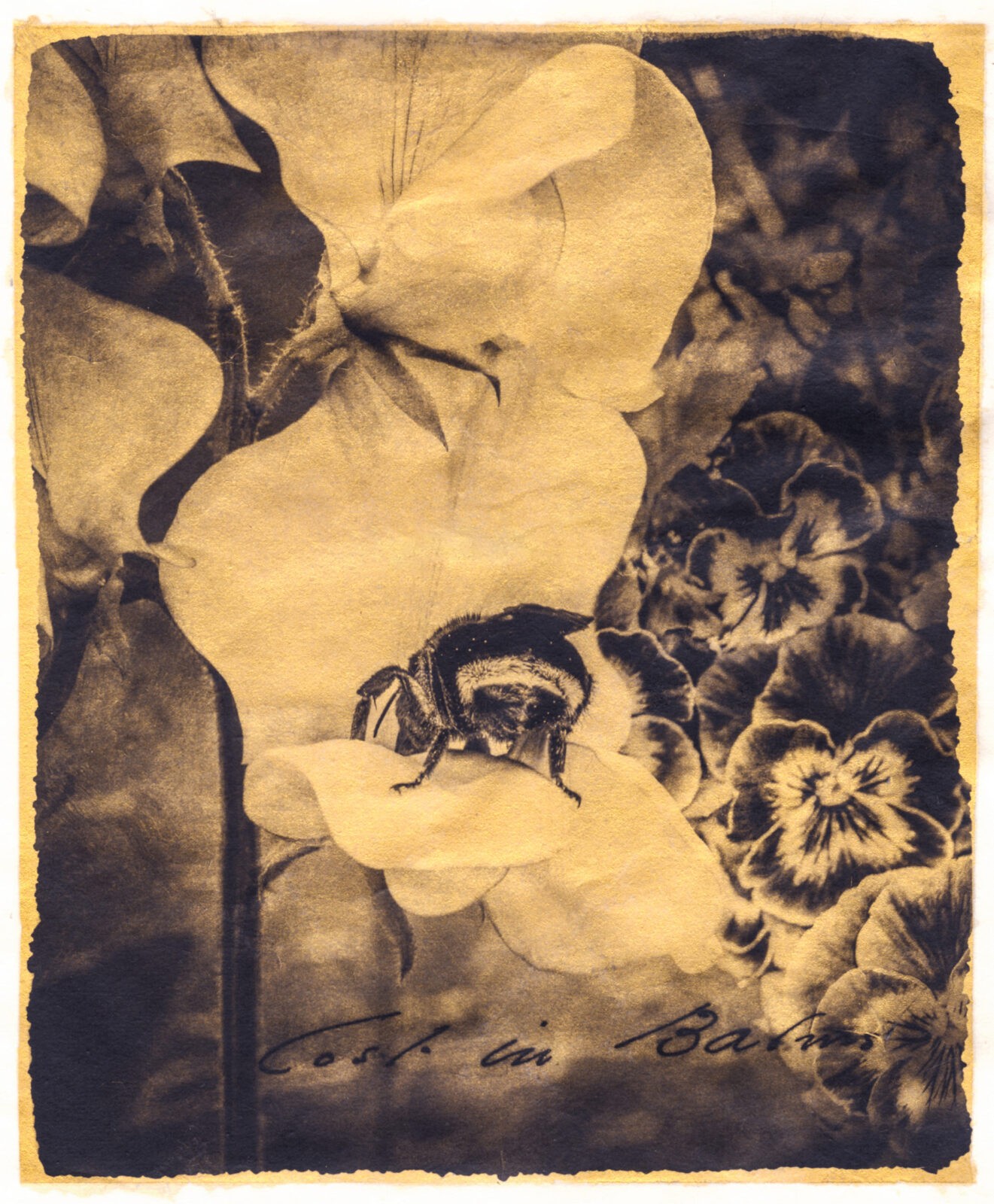 Brigitte Carnochan, Emily's Garden, platinum prints with gold leaf.