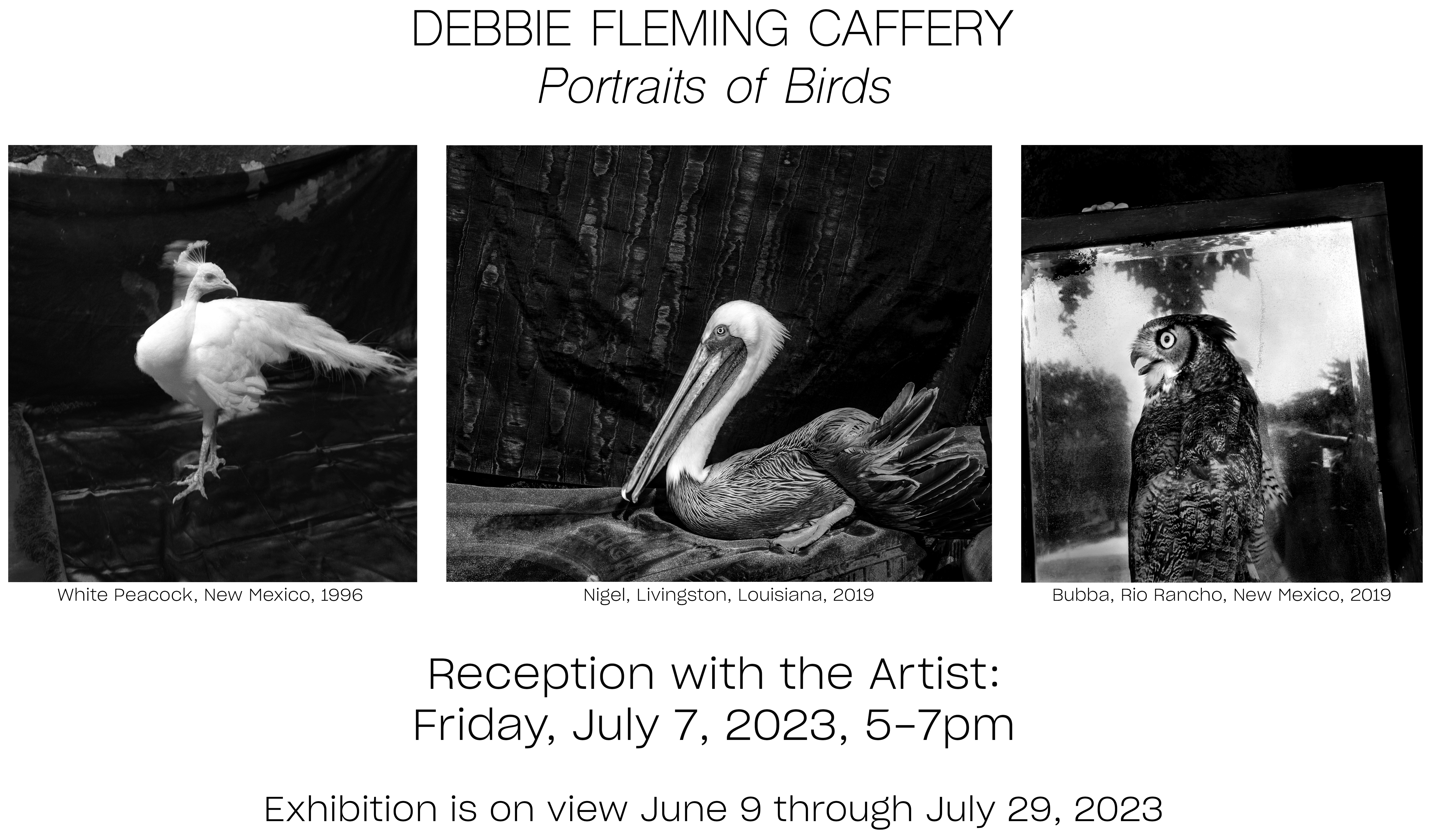 Debbie Fleming Caffery: Portraits of Birds. Reception with teh artist, Friday, July 7 5-7pm. Exhibition is on view June 9 - July 29, 2023.