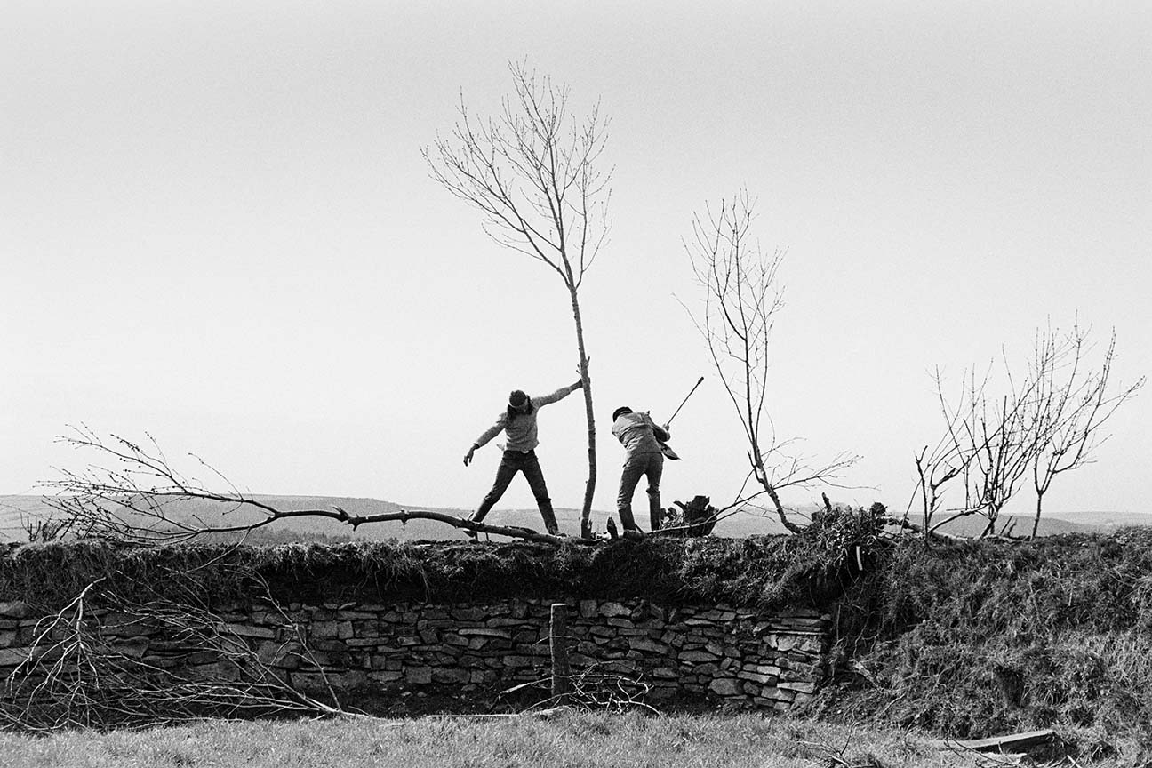 Cutting saplings hotsell